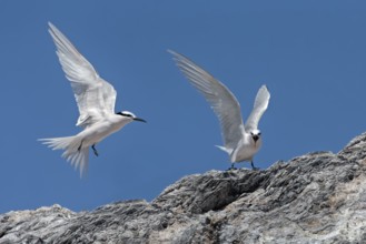 Black-naped Tern (Sterna sumatrana), Queensland, Australia