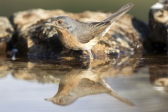 Subalpine Warbler (Sylvia cantillans) male at a waterhole, Castile and Leon, Spain