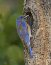 Western Bluebird (Sialia mexicana) at nest cavity in the Sierra Nevada mountains of California