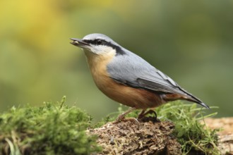 Eurasian Nuthatch (Sitta europaea), Lower Saxony, Germany