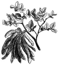 Drawing of a branch with leaves and fruit of the carob tree, legume carob pod, biology, Spain,