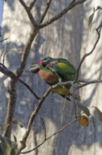 Red-breasted Parakeet (Psittacula alexandri) pair, Khao Yai, Thailand