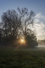 Rays of sunlight shining through the trees on a foggy morning in a field, Magdeburg, Saxony-Anhalt,