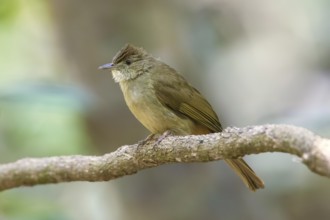 Grey-eyed Bulbul (Iole propinqua) perched on a branch, Di Linh, Vietnam