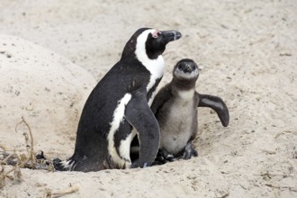 African penguin (Spheniscus demersus), adult, juvenile, chick, nest, beach, Boulders Beach,