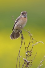 European Stonechat (Saxicola rubicola) female, Rhineland-Palatinate, Germany