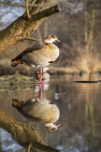 Egyptian goose (Alopochen aegyptiaca) on a lake, Bavaria, Germany