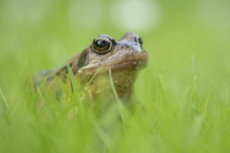 Common frog (Rana temporaria) adult amphibian on a garden grass lawn in summer, Suffolk, England,