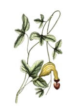 Aristotochia trilobata, Contribo or Bejuco de Santiago, digital reproduction of a historical model,
