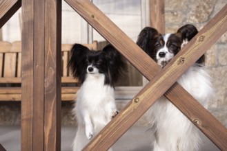 A pair of elegant papillon dogs relax on a cozy porch, their long ears and expressive faces