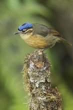 Blue-capped Ifrit (Ifrita kowaldi) perched on a branch in Papua New Guinea