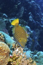 Orange-striped triggerfish (Balistapus undulatus)