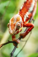 Red Panther chameleon (Furcifer pardalis) in a bush, captive, Bavaria, Germany