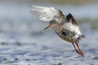 Common Redshank (Tringa totanus), Schleswig-Holstein, Germany