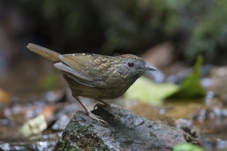 Streaked Wren-Babbler (Napothera brevicaudata), Thailand