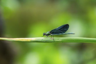 Beautiful demoiselle (Calopteryx virgo) damselfly sitting on a blade of grass, Bavaria, Germany