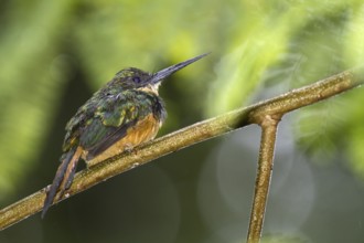 Rufous-tailed Jacamar (Galbula ruficauda) male, Bahia, Brazil