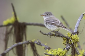 Gray Flycatcher (Empidonax wrightii) perched on a branch in central Washington State, USA