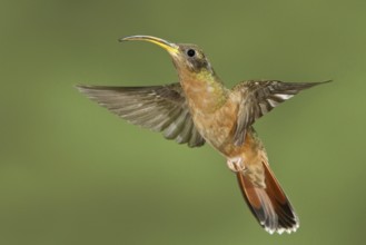 Rufous-breasted Hermit (Glaucis hirsutus), Trinidad and Tobago