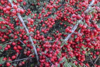 Fan-shaped cotoneaster (Cotoneaster horizontalis), Emsland, Lower Saxony, Germany