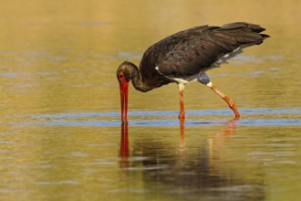 Black Stork (Ciconia nigra) foraging, Extremadura, Spain