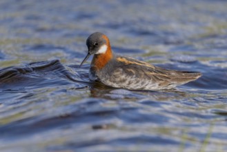 Odin's chicken (Phalaropus lobatus), in splendour, hunting insect larvae, Vadsö, Varangerfjord,