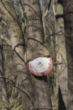 Passage prohibited, Norway maple (Acer platanoides), Germany