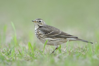 Buff-bellied Pipit (Anthus rubescens), Texas, USA