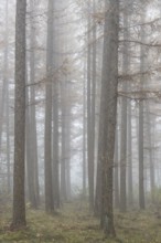 Fog in the larch forest (Larix decidua), Emsland, Lower Saxony, Germany