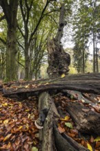 Tinder fungus (Fomes fomentarius) on beech deadwood, Emsland, Lower Saxony, Germany
