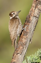 Arizona Woodpecker (Leuconotopicus arizonae), Arizona, USA