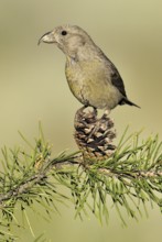 Red Crossbill (Loxia curvirostra) female, Oregon, USA