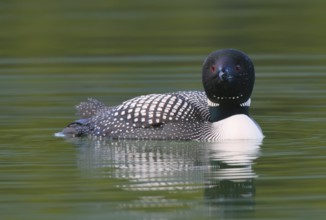 Great Northern Loon (Gavia immer), Alberta, Canada