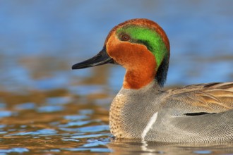Green-winged Teal (Anas carolinensis) male, British Columbia, Canada