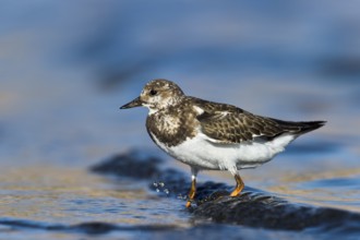 Ruddy Turnstone (Arenaria interpres) juvenile, Eilat, Israel
