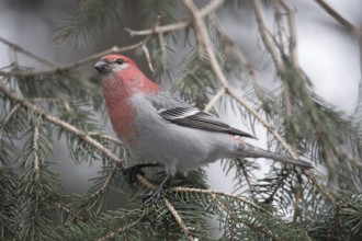 Pine Grosbeak (Pinicola enucleator) male perched on a branch, Wyoming, USA