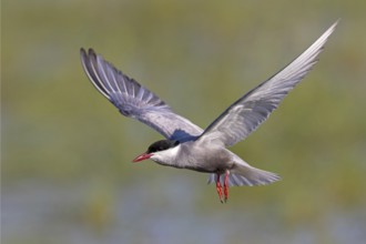 Weißbart-Seeschwalbe, Weißbartseeschwalbe, Whiskered Tern, Chlidonias hybridus, Chlidonias hybrida,