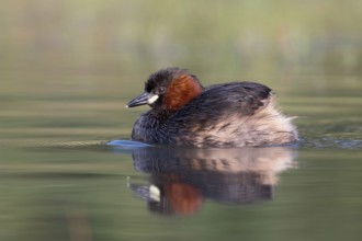 Little Grebe (Tachybaptus ruficollis), Saxony, Germany