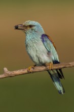 European Roller (Coracias garrulus) male, Hajdu-Bihar, Hungary