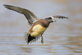 American Wigeon (Mareca americana) male flying, British Columbia, Canada