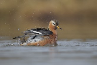 Red Phalarope (Phalaropus fulicarius), Alaska, USA