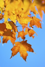 Maple (Acer), in front of a bright blue sky in autumn, New Hampshire, New England, USA