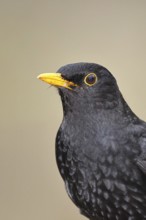 Blackbird (Turdus merula) adult male garden bird head portrait, animal portrait, wildlife, animals,