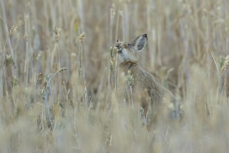 European brown hare (Lepus europaeus) adult animal eating a wheat plant seedhead in a farmland