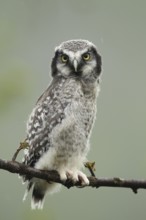 Northern hawk owl (Surnia ulula) almost fledged young bird in the rain, Northern Norway,