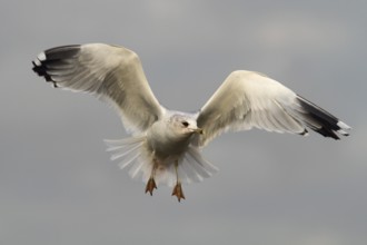 Mew Gull (Larus canus) flying, North Rhine-Westphalia, Germany