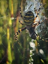 Close-up of a wasp spider (argiope bruennichi) on a flower in the middle of a green meadow, sunny