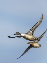 Northern Pintail, Anas acuta, pair of birds in flight over winter marshes