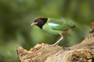 Hooded Pitta (Pitta sordida), Selangor, Malaysia
