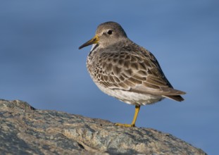 Rock Sandpiper (Calidris ptilocnemis), British Columbia, Canada
